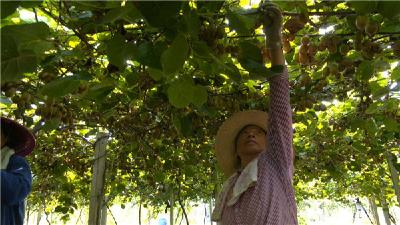 荆州江陵：120亩红心猕猴桃将迎大丰收