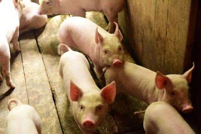 国家发改委：猪价不具备持续大幅上涨基础，严惩哄抬价格