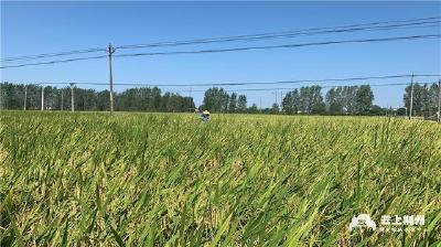 增产又增收 荆州市再生稻一季喜获丰收