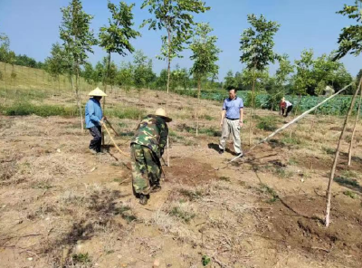 荆州市林科院积极指导林业抗旱工作