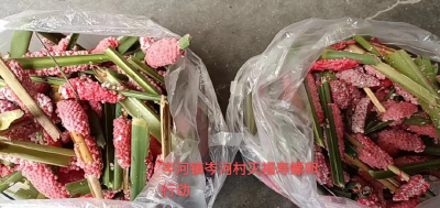 荆州沙市区排查处置外来入侵物种福寿螺