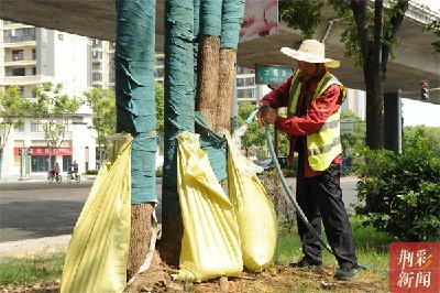 荆州投放护绿“挂袋”3万个，细水长流“解树渴”