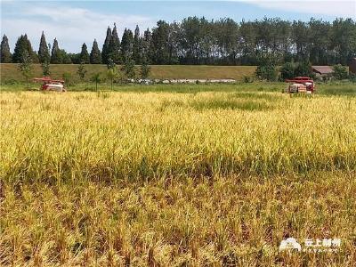 新时代 新供销丨中稻转型再生稻增产增收 新模式再次提升收益