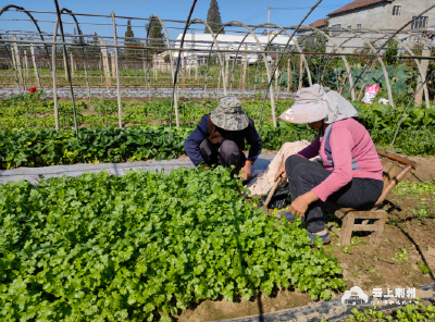 荆州高新区蔬菜种植基地 保障城区新鲜蔬菜供应