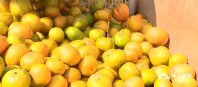 公安县：大力发展柑橘产业 带动农户增产增收