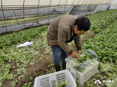 沙市区岑河镇：探访蔬菜种植基地 保障城区新鲜蔬菜供应
