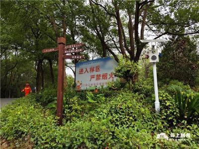 荆州区：森林防火 防患于未“燃”