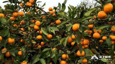 公安县章庄铺镇：大力发展柑橘产业 带动农户增产增收