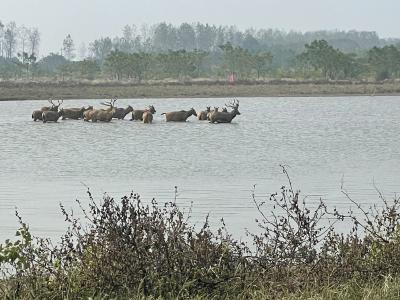 鹤舞鹿鸣 石首麋鹿国家重要湿地展现大美生态图景 