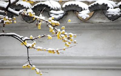 今日小雪 | 小雪到、天气寒，冬天的味道浓了