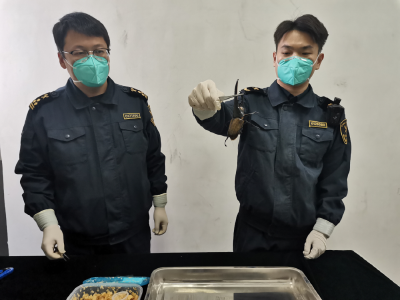 暂不予放行！北京海关查获活体长戟犀金龟