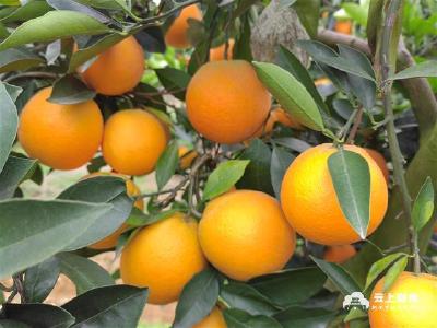 松滋：“黄金果”开满园 纽荷尔脐橙株产150斤