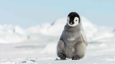 南极洲65%物种面临消失风险，帝企鹅居首位 