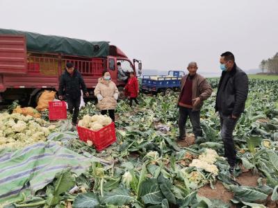 松滋：助农纾困 2万斤“滞销菜”成“暖心菜”