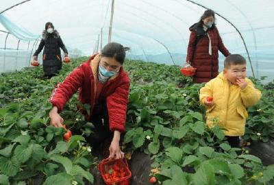 荆州本土产的时令水果及期柑橘销量逐步升温