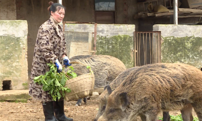 荆州汉子娶回重庆媳妇，邻里赞不绝口！