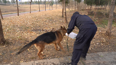 松滋：八旬老人离家出走 警犬“闻鞋”助力找回