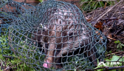 公安县：猪獾受伤 野生动物救护中心悉心救治