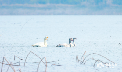 30年未见的大天鹅重返洪湖湿地