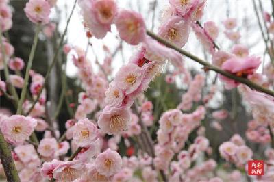 荆州中山公园梅花盛开香满枝