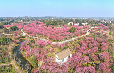 邀您共赏春日盛景！荆州市文旅局发布十条赏花线路
