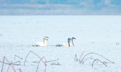 湿地好不好 就看鸟多少 30年未见的大天鹅重返洪湖湿地 