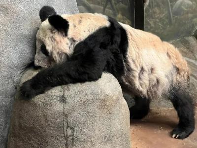 25岁旅美大熊猫乐乐离世，死因“尚未确定”