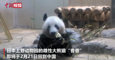 大熊猫香香将于2月21日回国