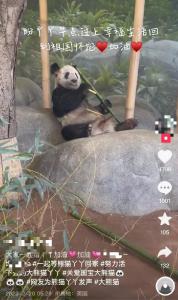 北京动物园：已做好准备迎接大熊猫丫丫