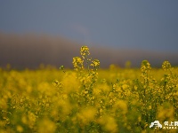 江陵：油菜花开春意浓 一沐春风万顷黄