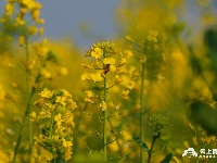 江陵：油菜花开春意浓 一沐春风万顷黄