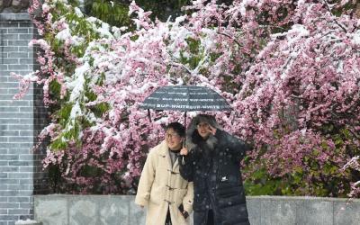 多地迎来桃花雪，河南局地积雪26厘米