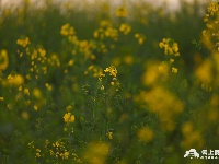 江陵：油菜花开春意浓 一沐春风万顷黄