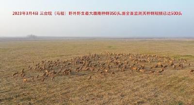 总数达500头！石首江南三合垸野生麋鹿种群数量稳步增长