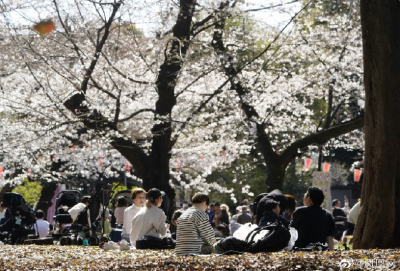 日媒：受全球变暖影响 日本樱花可能不再开花