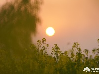 江陵：油菜花开春意浓 一沐春风万顷黄