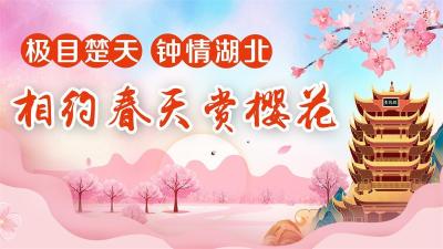 英雄城市“樱”你而来，武汉推出樱花版长江灯光秀