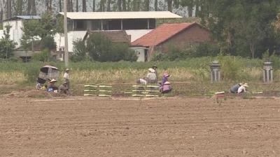 公安县：“三块田”改革 推动土地集并流转