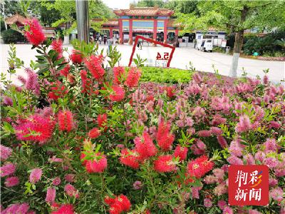 荆州市中山公园：美花红千层 添彩小长假