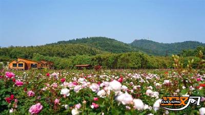 2023年公安县“黄山晓黛”生态旅游季明天启动