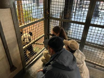 新华视点｜旅居美国的大熊猫“丫丫”将回国，身体状况如何？