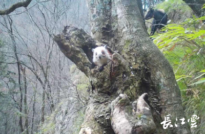 罕见！两只珍稀动物同框现身 