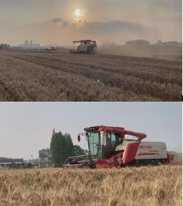 又是一年好“丰”景！石首市小麦收割进行时