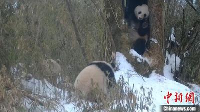 四川卧龙：全球唯一的白色大熊猫与野生大熊猫母子同框