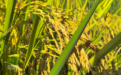 关注!《农民日报》报道华中农业大学首个再生稻专家工作站落地洪湖