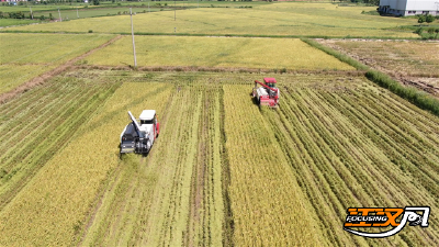 荆州早稻收割完毕 总产近20万吨