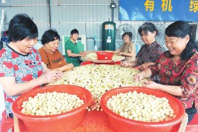 江陵县秦市乡，莲子丰收了！