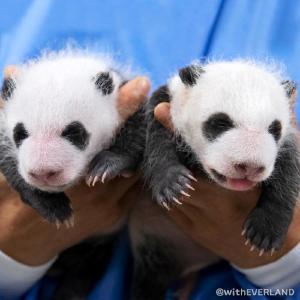 萌化了！旅韩大熊猫“爱宝”双胞胎宝宝满月照公开(图)