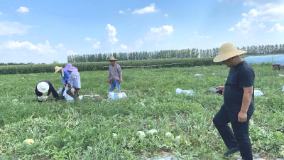 荆州区菱角湖管理区牵线搭桥助力瓜农西瓜销售