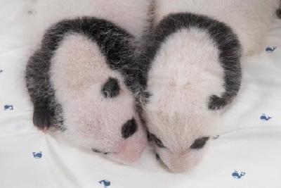 叫啥好呢？在韩国出生的大熊猫双胞胎宝宝征名活动开始啦！